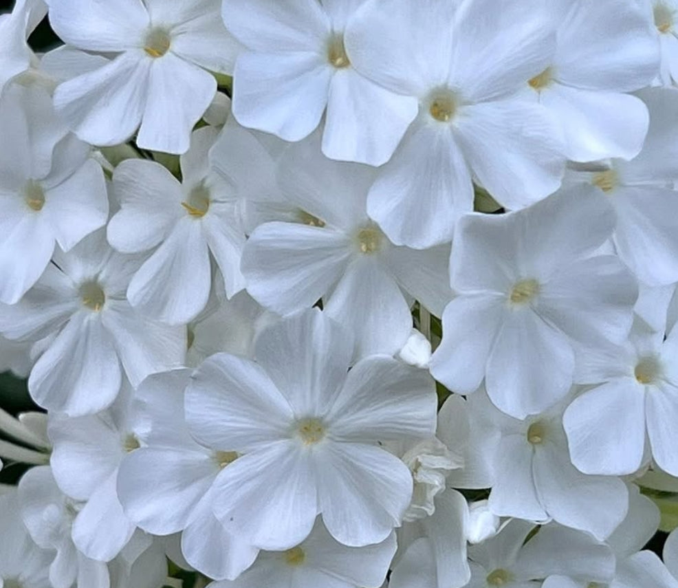 Phlox Fujiyama 50 Seeds