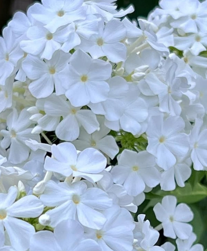 Phlox Fujiyama 50 Seeds
