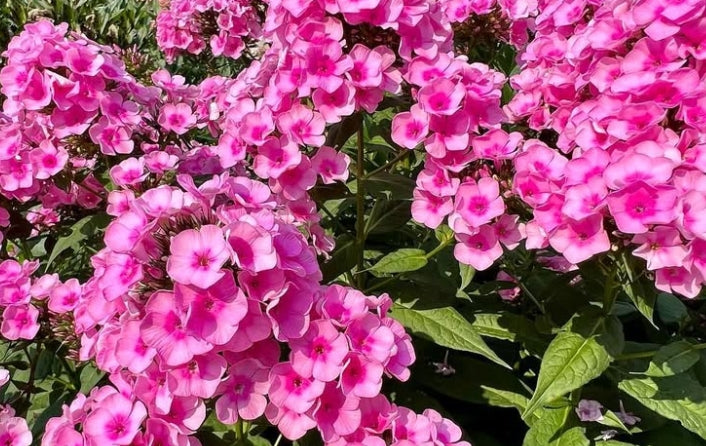 Phlox Baby Face 50 Seeds