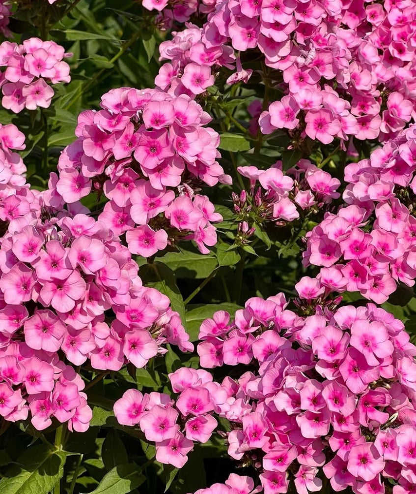 Phlox Baby Face 50 Seeds