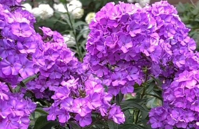 Phlox Sandro Bottichelly 50 Seeds