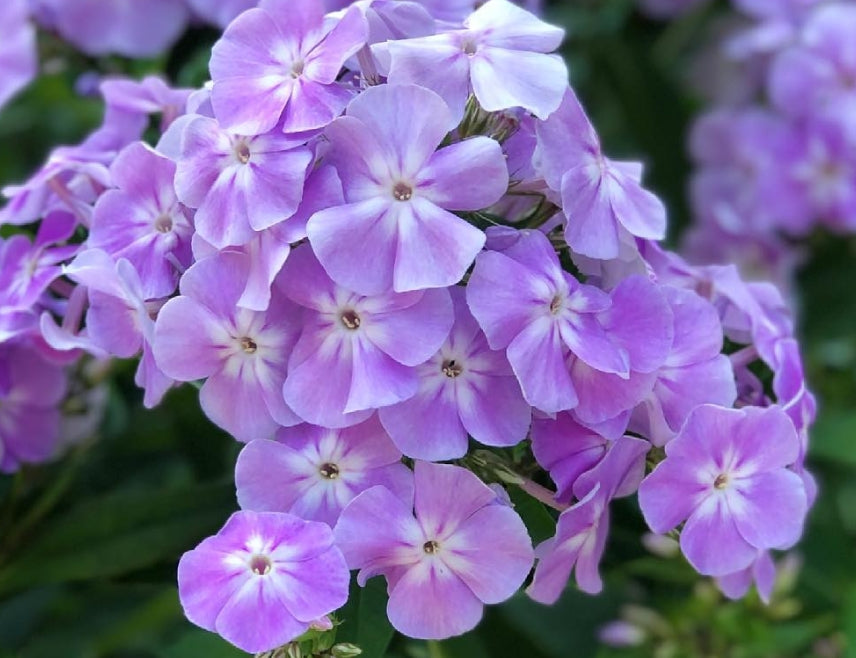 Phlox Eagle Love 50 Seeds