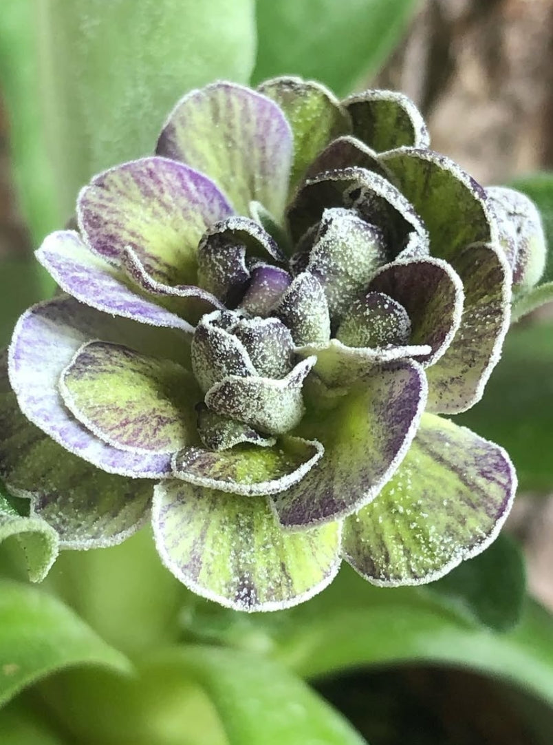 Primula auricula 'Jubilee' 50 Seeds
