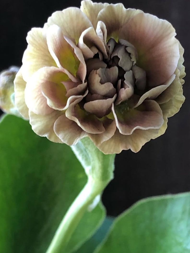 Primula auricula 'Forest Wonder' 50 Seeds