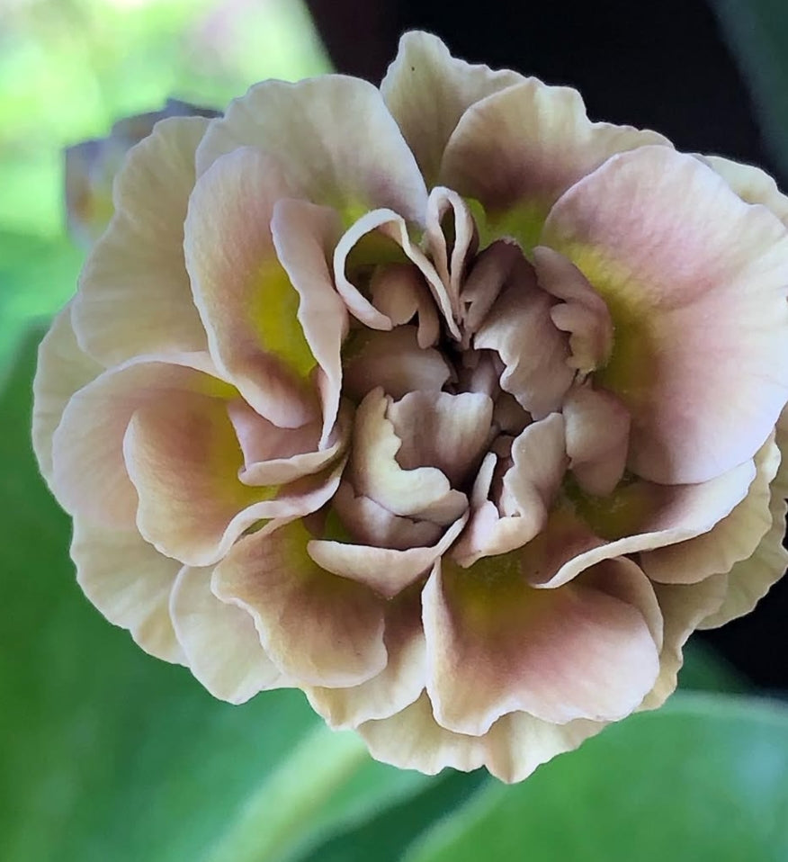 Primula auricula 'Forest Wonder' 50 Seeds
