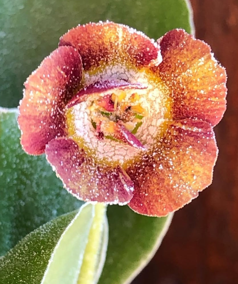 Primula auricula 'Indian Summer colours' 50 Seeds