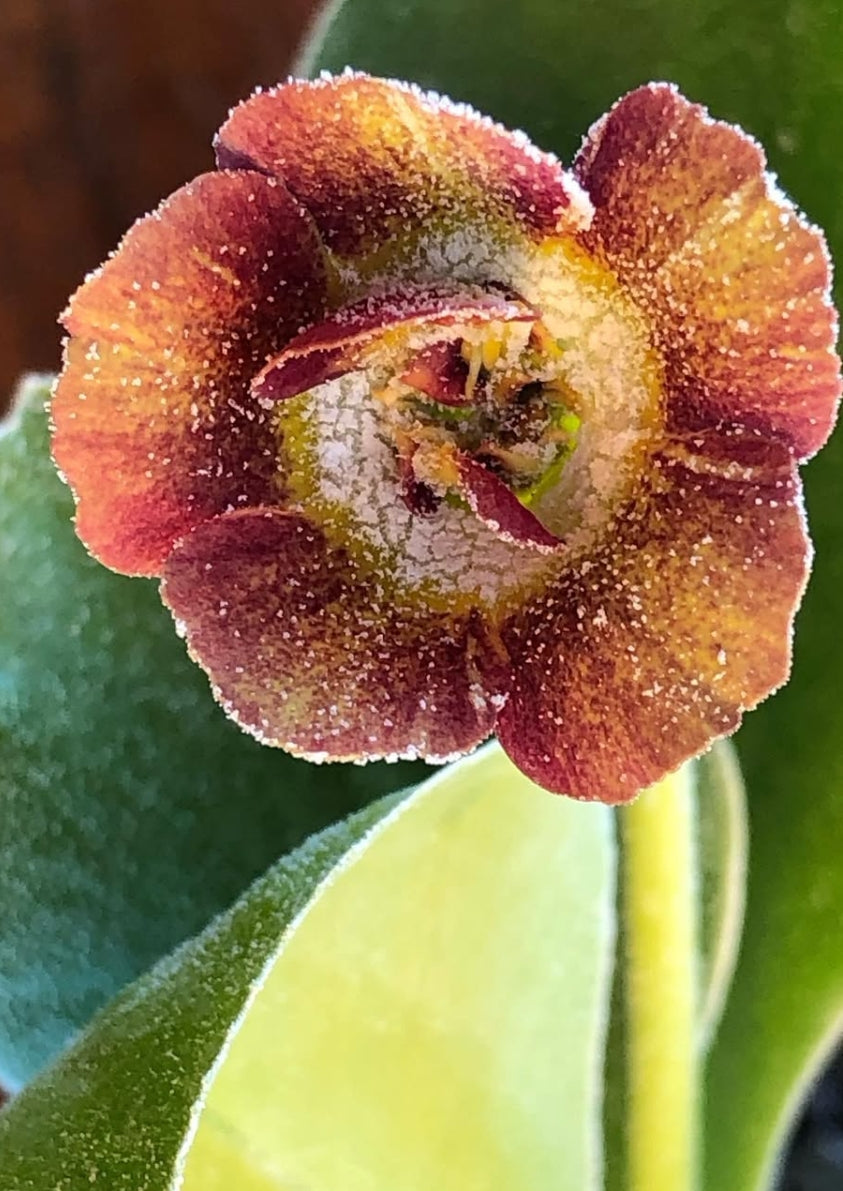 Primula auricula 'Indian Summer colours' 50 Seeds