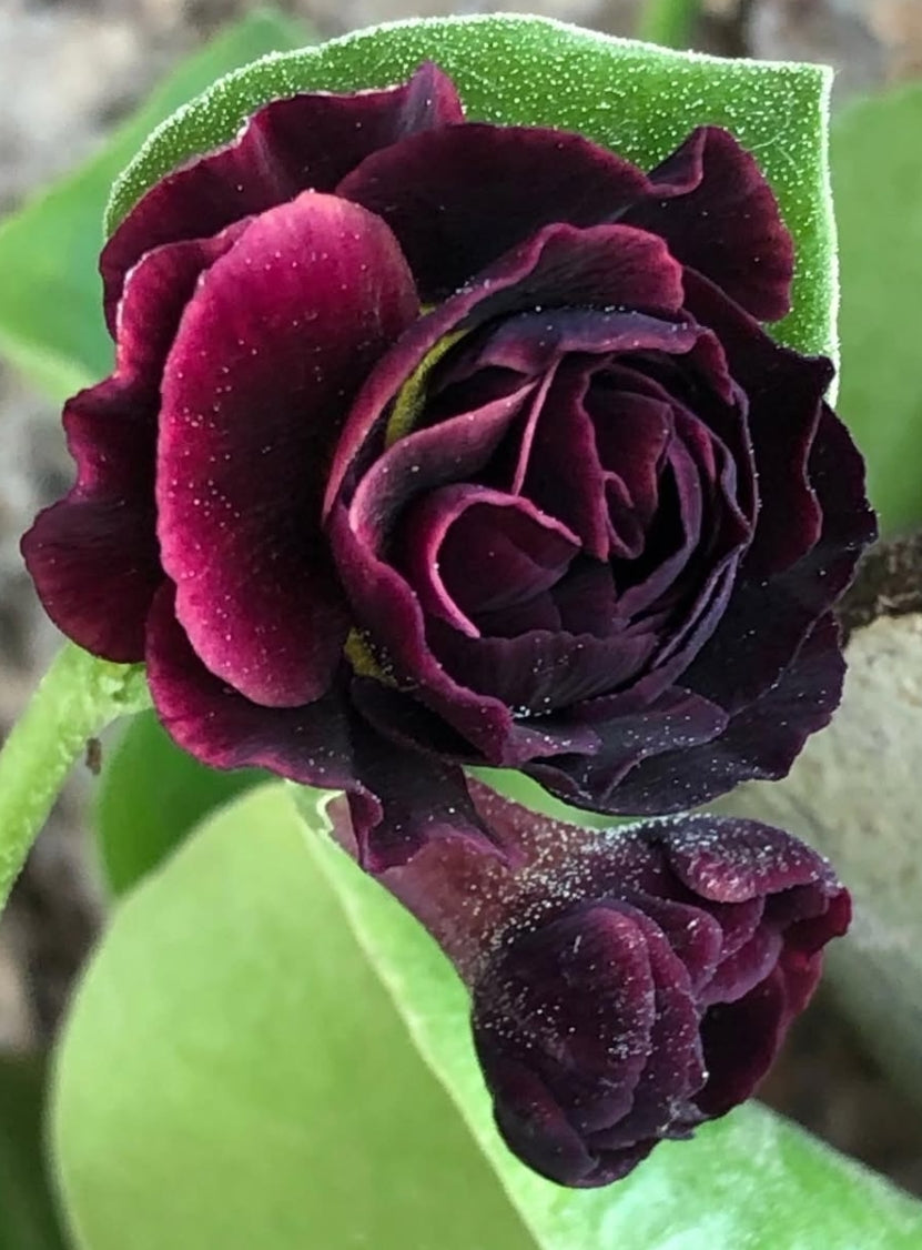 Primula auricula 'Corrie Files' 50 Seeds