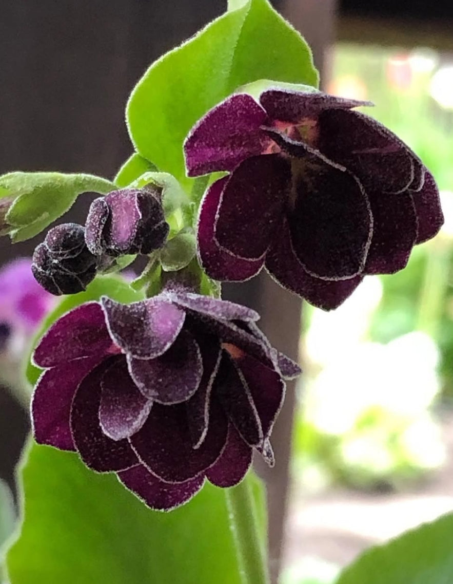 Primula auricula 'Tachete' 50 Seeds