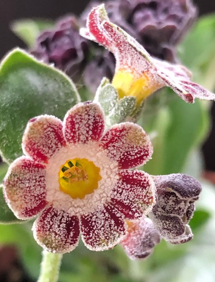 Primula auricula 'War Paint' 50 Seeds