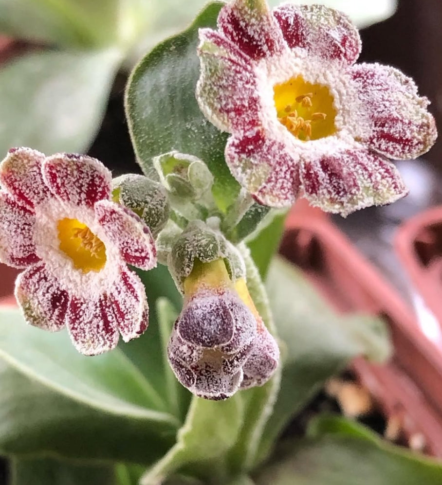 Primula auricula 'War Paint' 50 Seeds