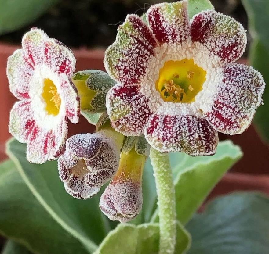 Primula auricula 'War Paint' 50 Seeds