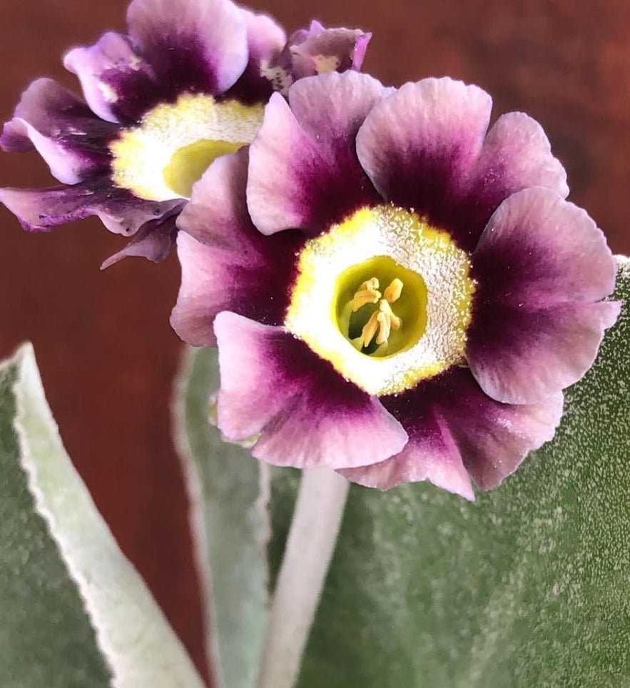 Primula auricula 'MacWatt’s Blue' 50 Seeds