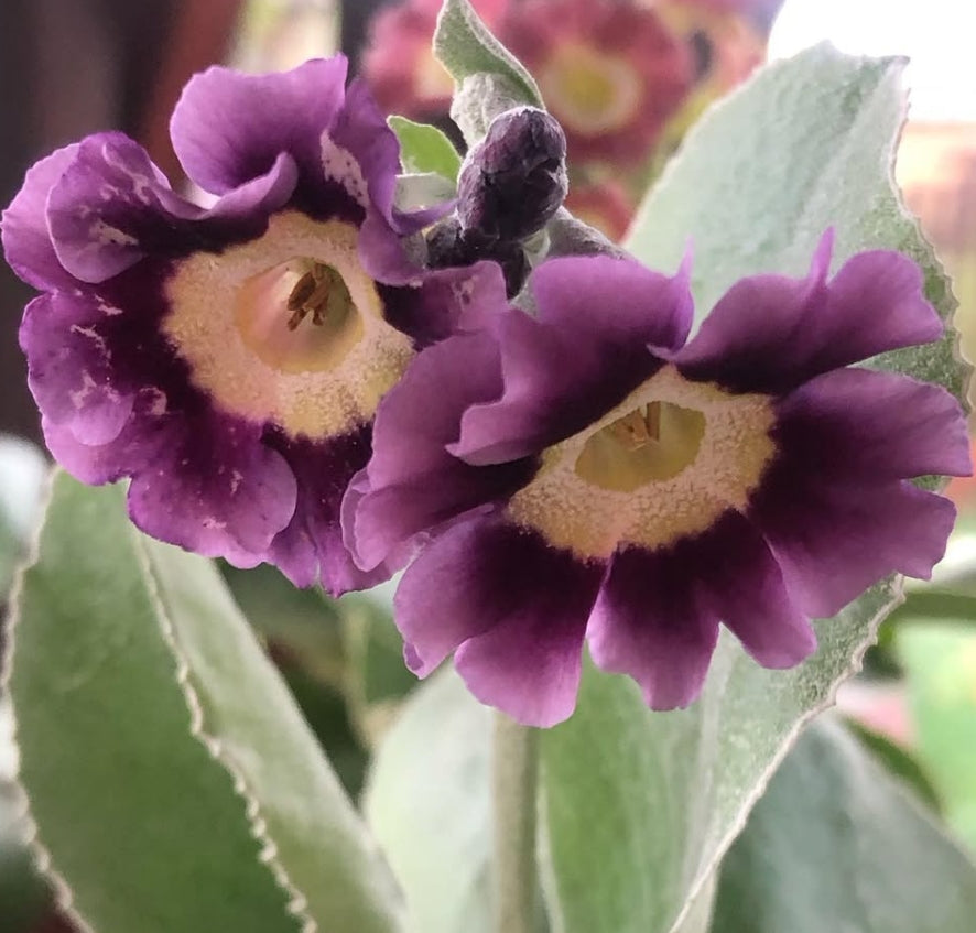 Primula auricula 'MacWatt’s Blue' 50 Seeds