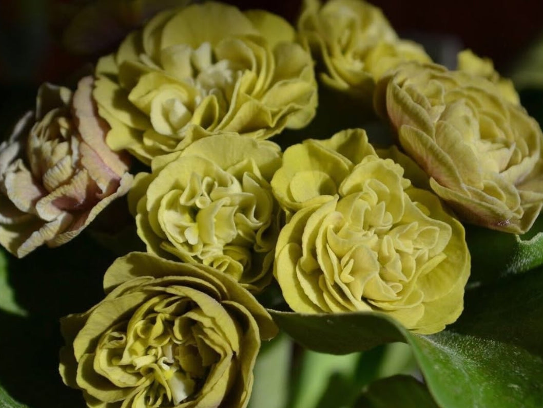 Primula auricula 'Limaki' 50 Seeds
