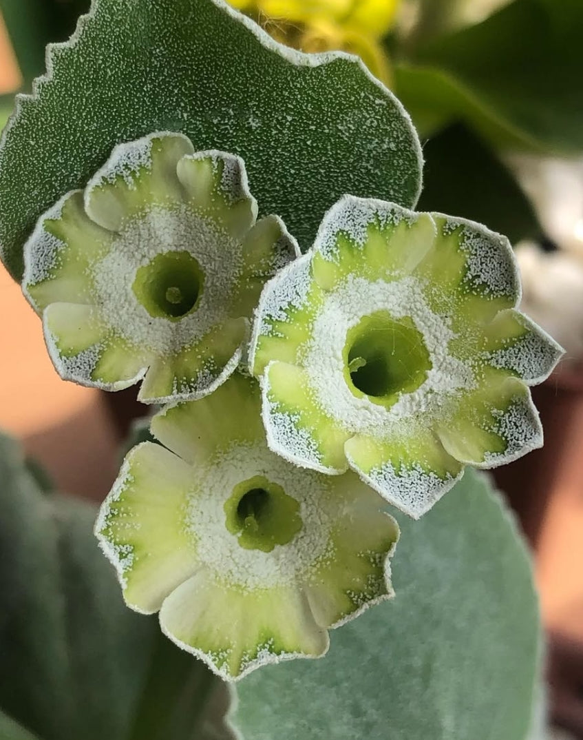 Primula auricula 'Helen Ruane' 50 Seeds