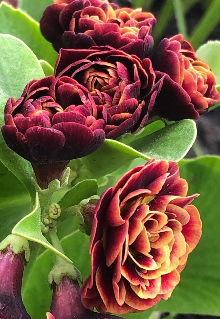 Primula auricula 'Chiguita' 50 Seeds