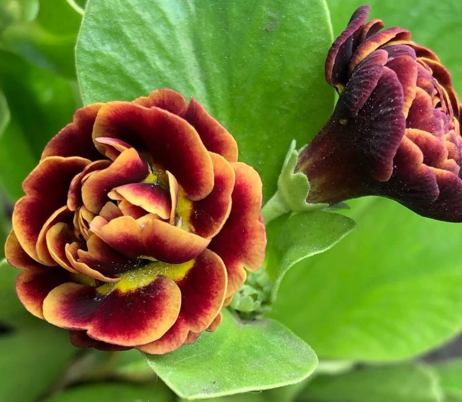 Primula auricula 'Chiguita' 50 Seeds