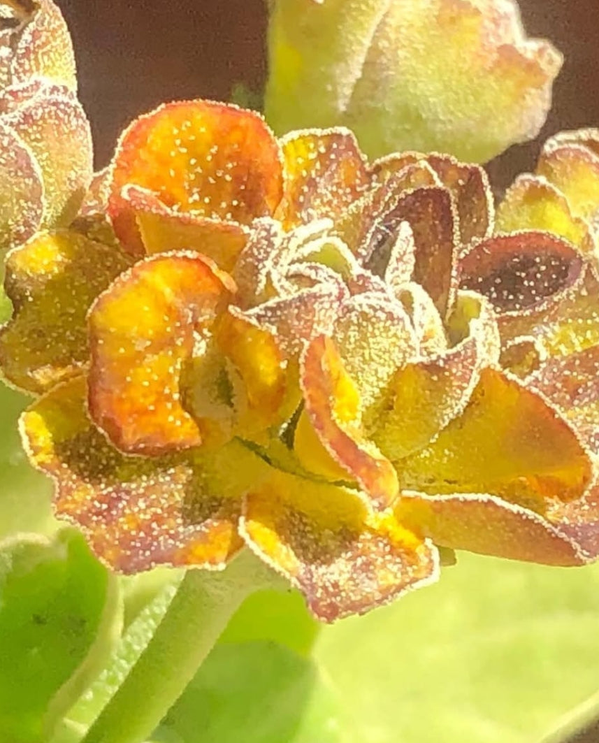 Primula auricula 'Brimstone and Treacle' 50 Seeds