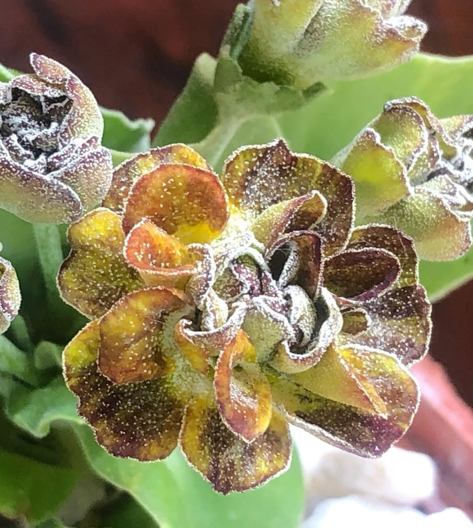 Primula auricula 'Brimstone and Treacle' 50 Seeds
