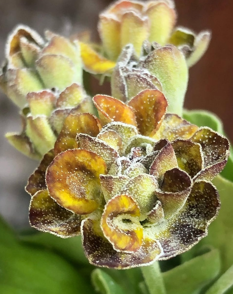 Primula auricula 'Brimstone and Treacle' 50 Seeds