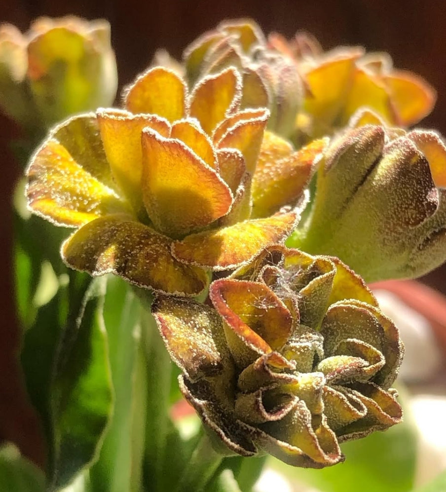 Primula auricula 'Brimstone and Treacle' 50 Seeds
