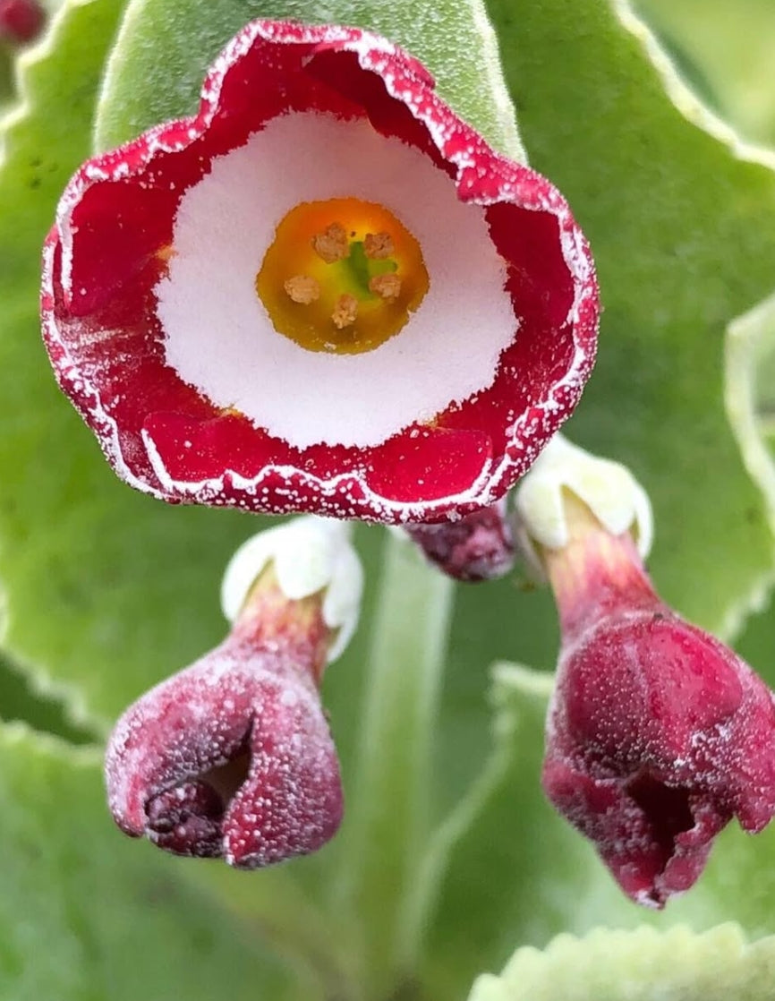 Primula auricula 'Fleet Street' 50 Seeds