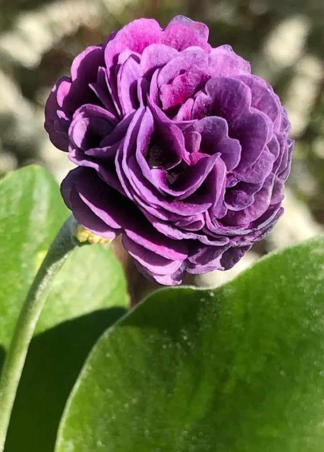 Primula auricula 'Forest Purple Penny' 50 Seeds