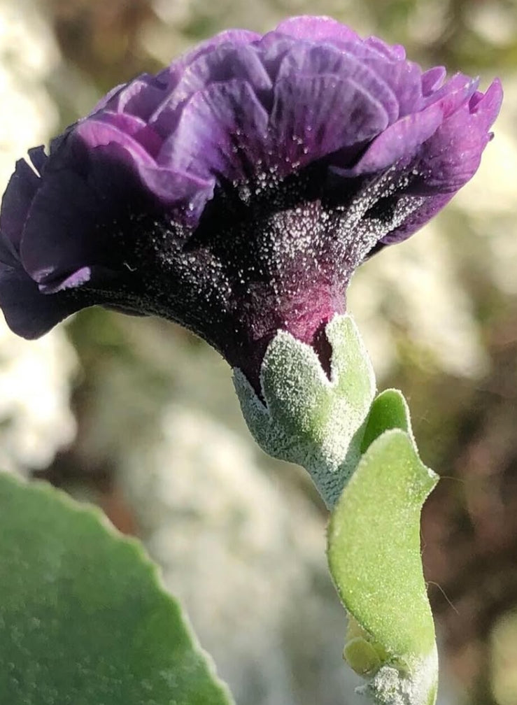 Primula auricula 'Forest Purple Penny' 50 Seeds