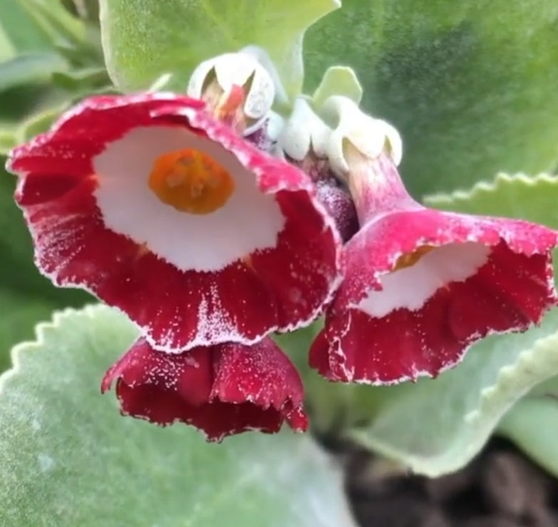Primula auricula 'Fleet Street' 50 Seeds
