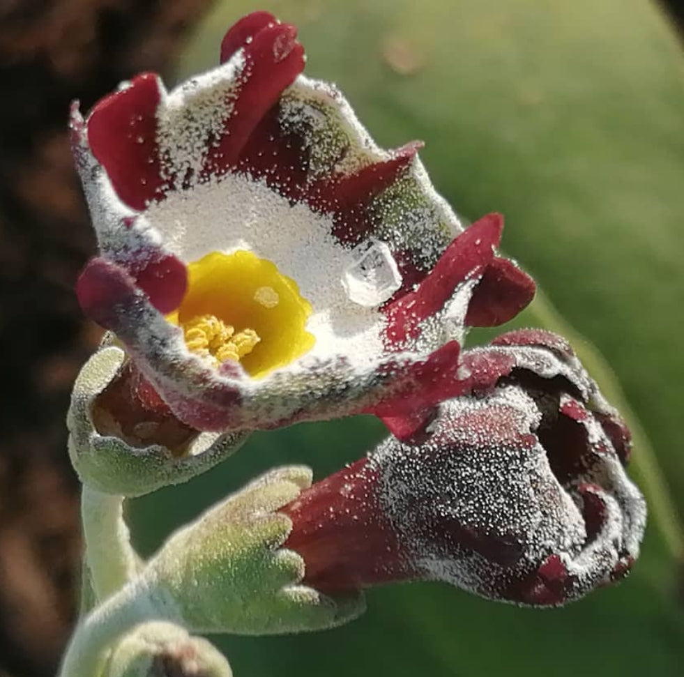 Primula auricula 'Mersey Tiger' 50 Seeds