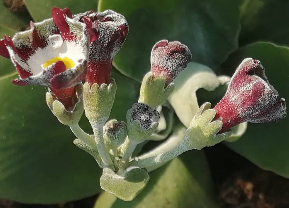 Primula auricula 'Mersey Tiger' 50 Seeds