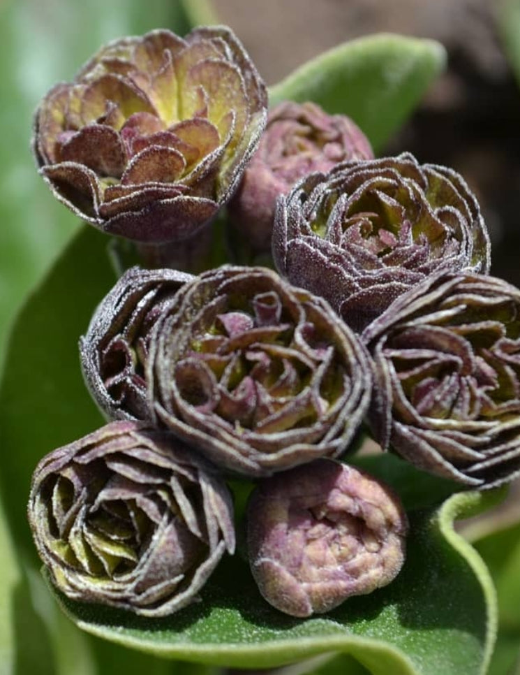Primula auricula 'Lincoln Melody' 50 Seeds