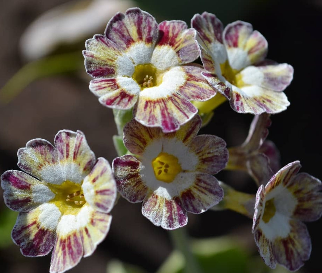 Primula auricula 'Rainbow' 50 Seeds