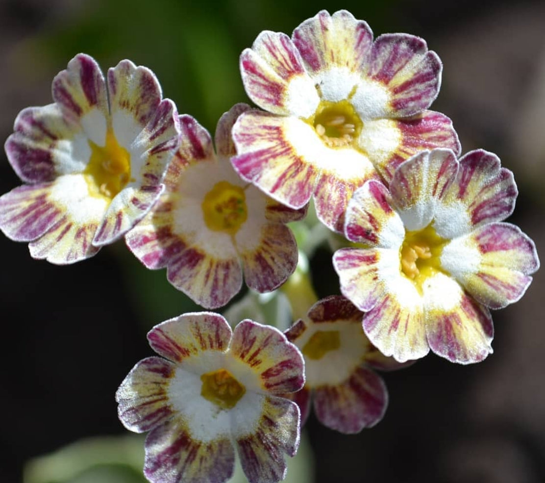 Primula auricula 'Rainbow' 50 Seeds