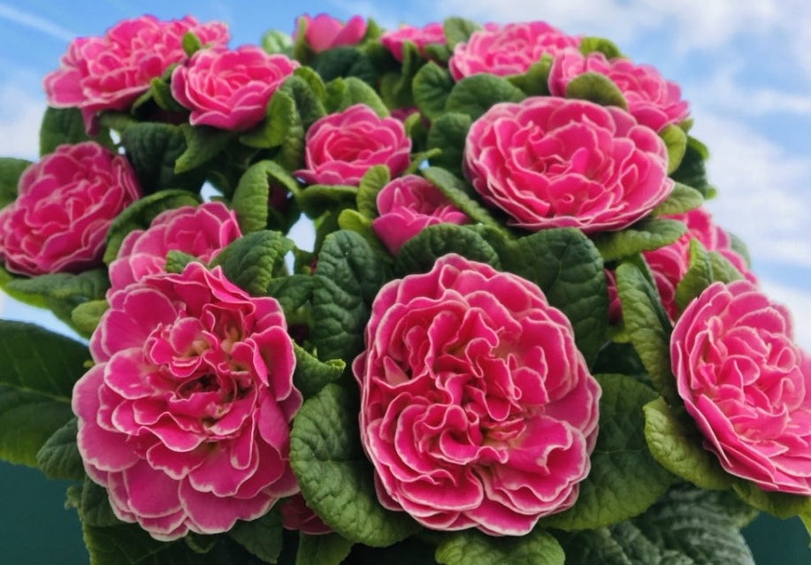 Primula Belarina ‘Rosalina’ 50 Seeds