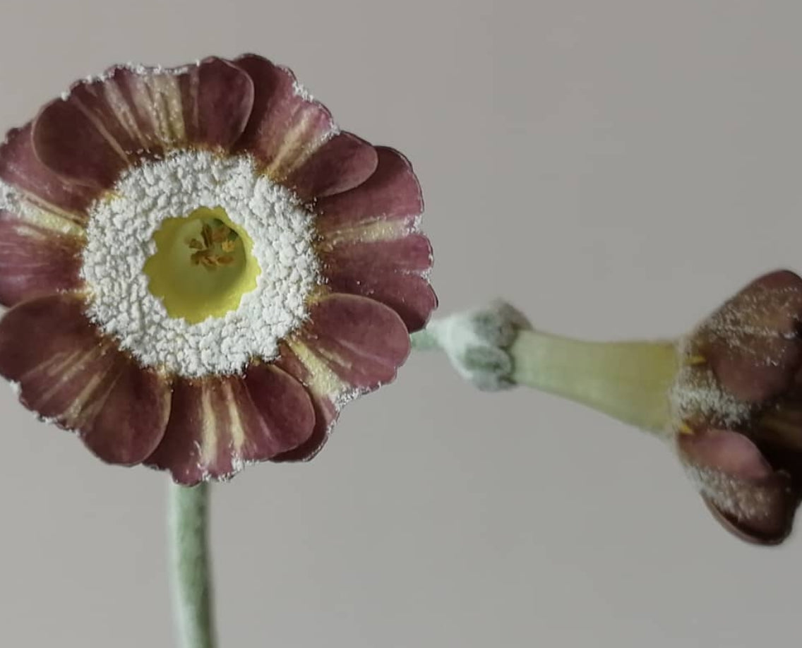 Primula auricula 'Handsome Lass' 50 Seeds