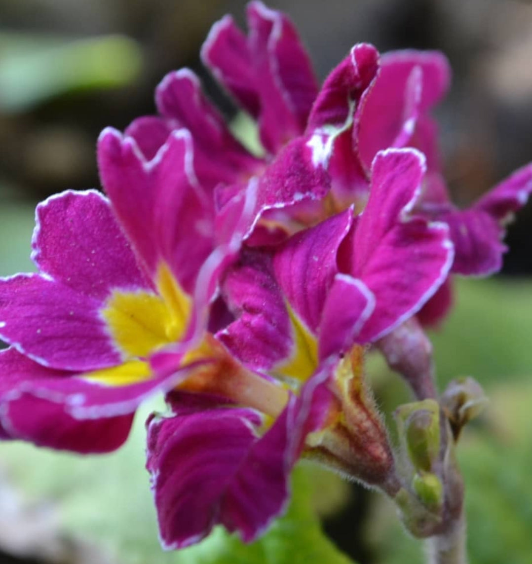 Primula auricula 'Hose in Hose' 50 Seeds