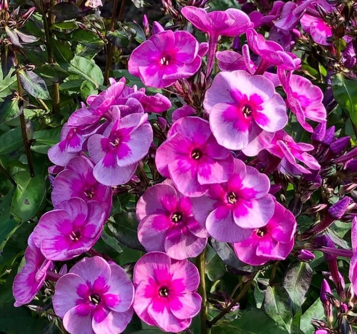 Phlox Magic Blue 50 Seeds