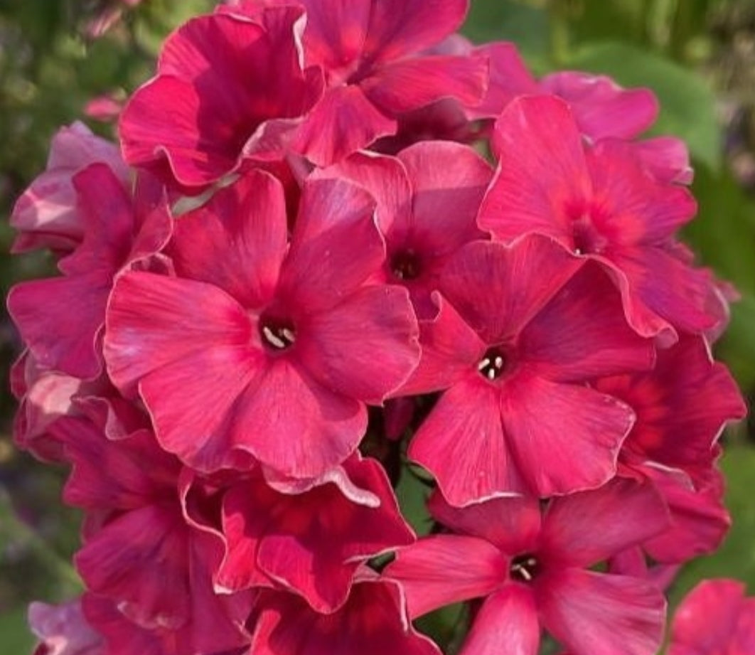 Phlox Dinasty 50 Seeds