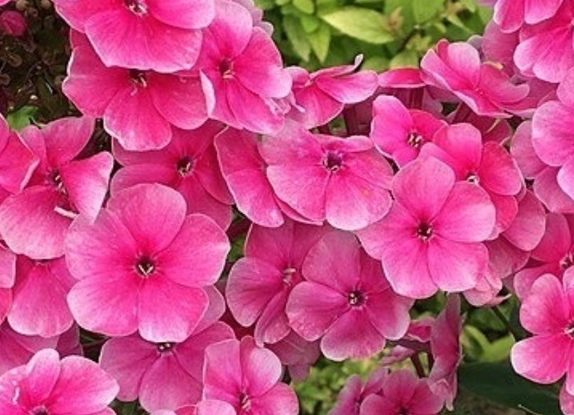 Phlox Colorado 50 Seeds