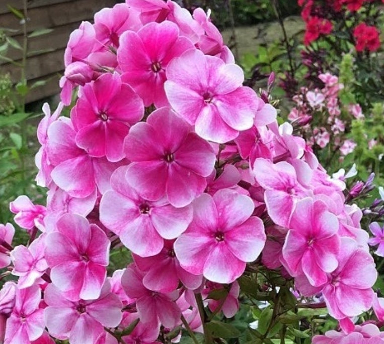 Phlox Colorado 50 Seeds