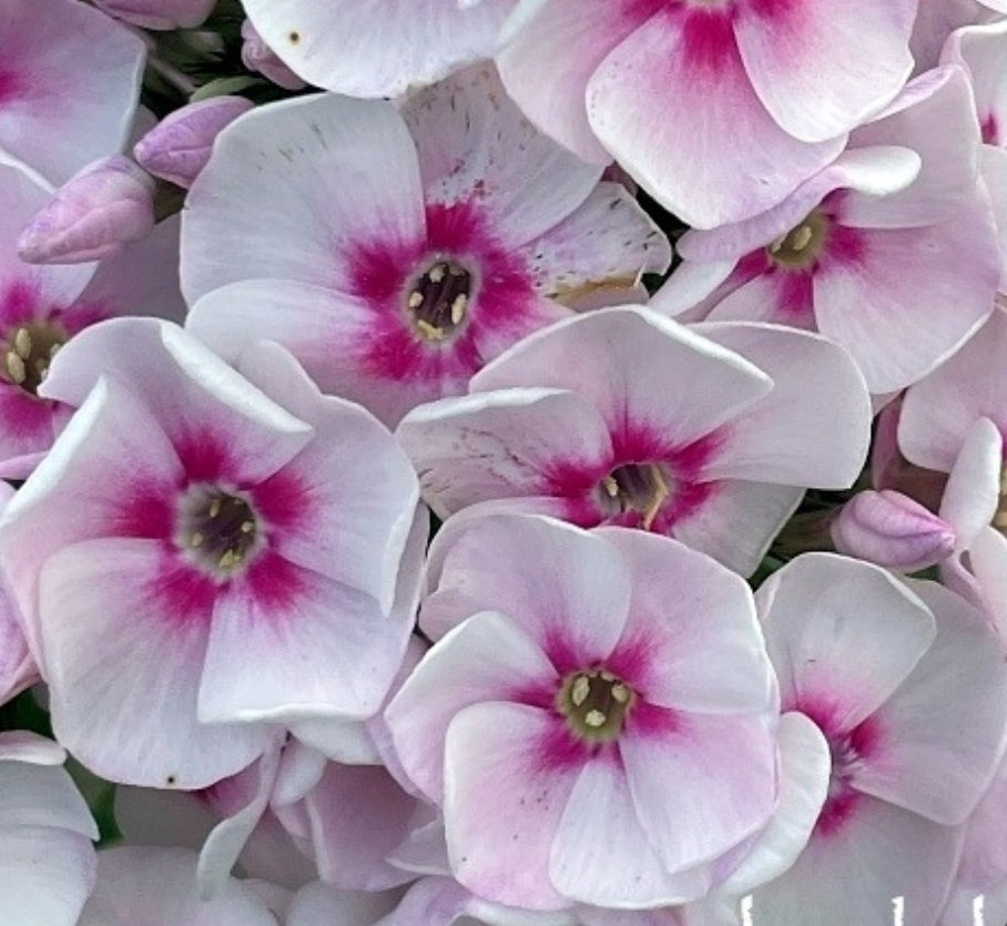 Phlox Juliandra 50 Seeds