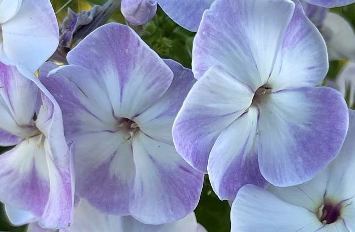 Phlox Fallen Angel 50 Seeds