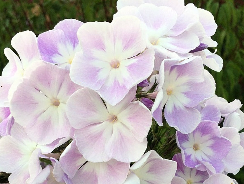 Phlox Fallen Angel 50 Seeds