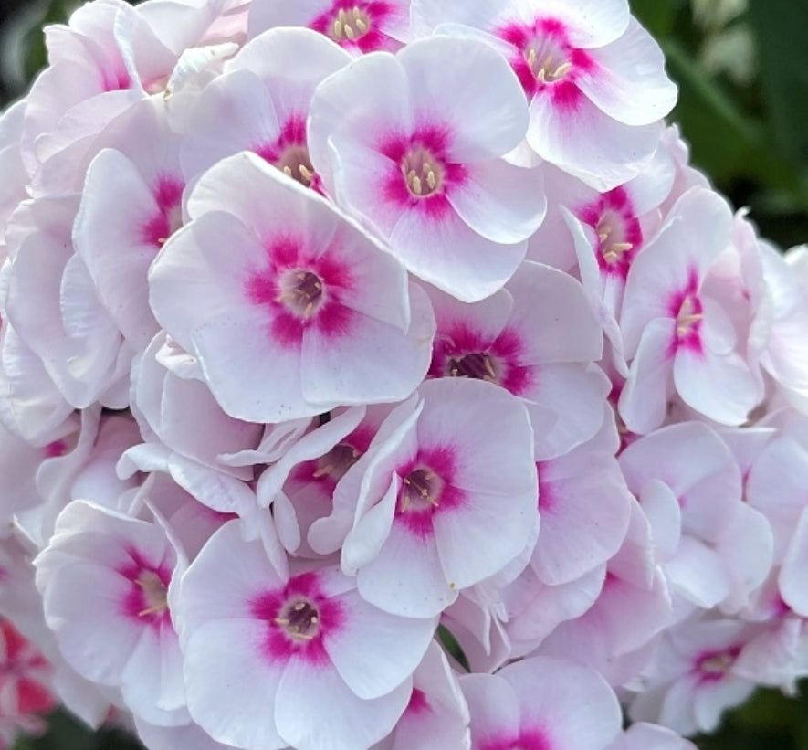 Phlox Juliandra 50 Seeds