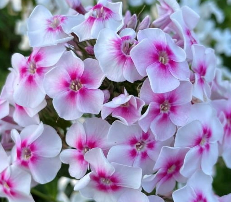 Phlox Juliandra 50 Seeds