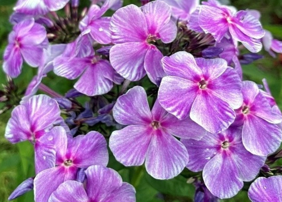 Phlox Fusion 50 Seeds
