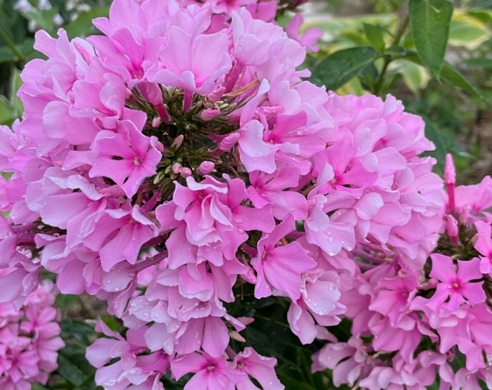Phlox Frizzle Dancer 50 Seeds