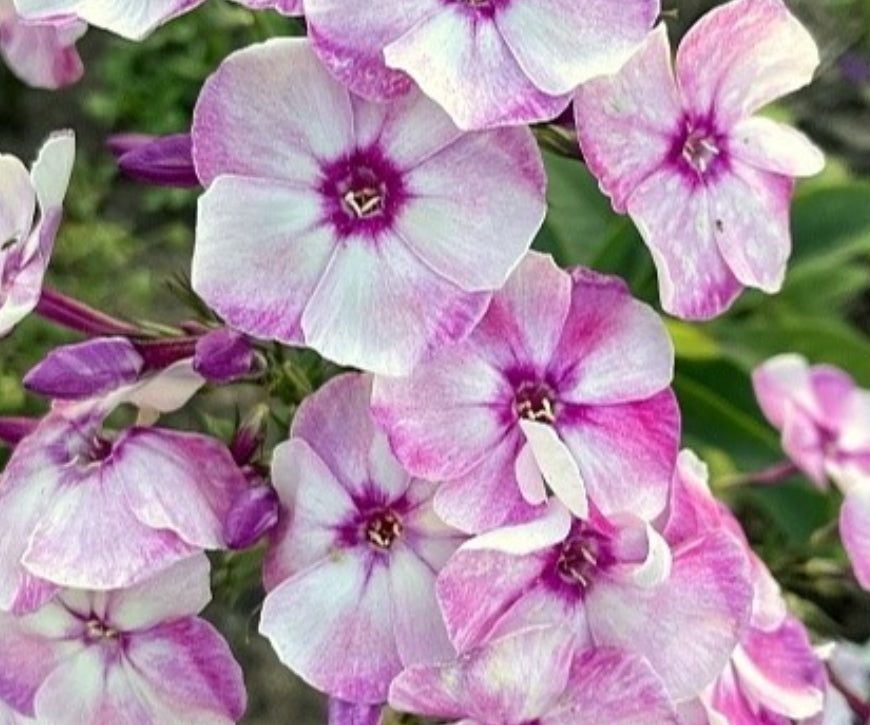Phlox Flash Dance 50 Seeds